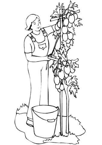 Man Planting Tomatoes Coloring Page